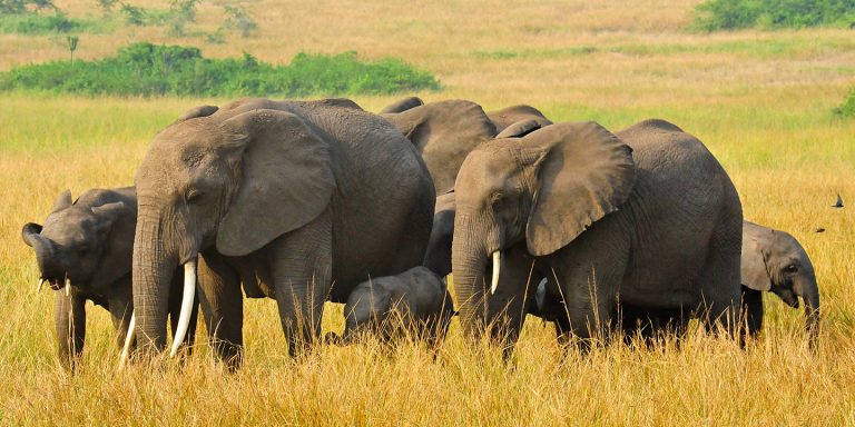 Is a Queen Elizabeth park a great Uganda photography safari destination